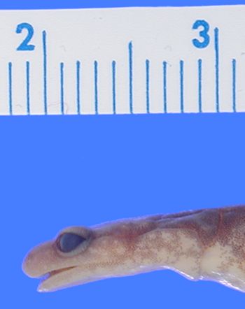 Media type: image; Herpetology A-26752